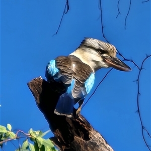 Unverified Magpie or larger at Nitmiluk, NT - 7 Jun 2025 by Tawny4