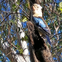 Dacelo leachii at Nitmiluk, NT - 7 Jun 2025 09:03 AM