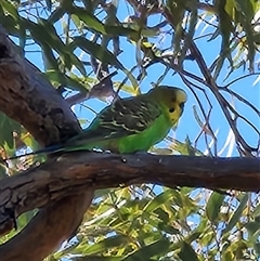 Melopsittacus undulatus (Budgerigar) at Hugh, NT - 21 Jun 2025 by Tawny4