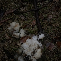 Unverified Other fungus at Bendick Murrell, NSW - 25 Jun 2025 by BCTbluebucket