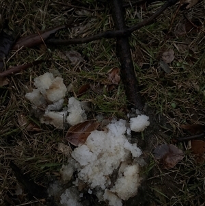 Unverified Other fungus at Bendick Murrell, NSW - Yesterday by BCTbluebucket