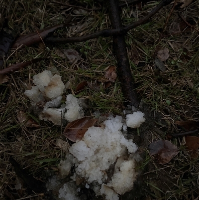 Unverified Other fungus at Bendick Murrell, NSW - 25 Jun 2025 by BCTbluebucket