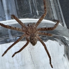 Isopedella victorialis by GlossyGal