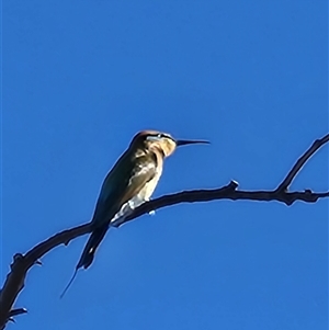 Merops ornatus at Nitmiluk, NT - 7 Jun 2025 by Tawny4