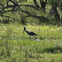 Unverified Other Birds at Newcastle Waters, NT - 1 Jun 2025 by Tawny4