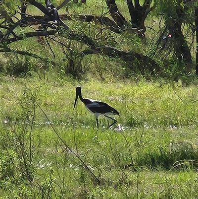 Unverified Other Birds at Newcastle Waters, NT - 1 Jun 2025 by Tawny4