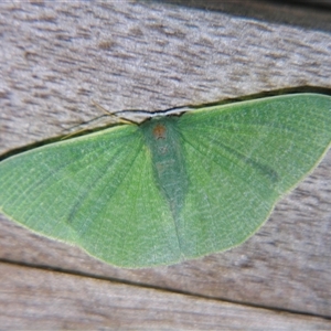 Unverified Geometer moth (Geometridae) at Abergowrie, QLD - 20 Oct 2008 by PJH123