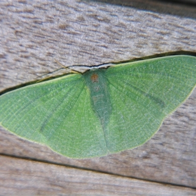 Unverified Geometer moth (Geometridae) at Abergowrie, QLD - 20 Oct 2008 by PJH123