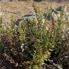 Cheilanthes sieberi (Rock Fern) at Denman Prospect, ACT - 24 Jun 2025 by Jennybach