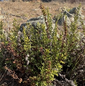 Cheilanthes sieberi (Rock Fern) at Denman Prospect, ACT - 24 Jun 2025 by Jennybach