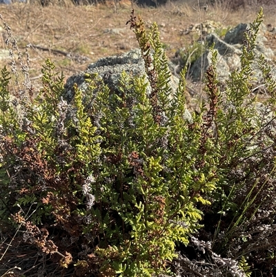 Cheilanthes sieberi (Rock Fern) at Denman Prospect, ACT - 24 Jun 2025 by Jennybach