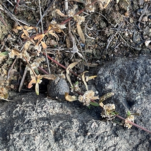 Alternanthera denticulata (Lesser Joyweed) at Denman Prospect, ACT - 24 Jun 2025 by Jennybach