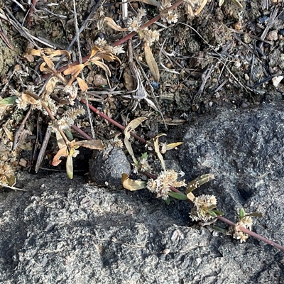 Alternanthera denticulata (Lesser Joyweed) at Denman Prospect, ACT - 24 Jun 2025 by Jennybach