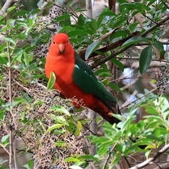 Alisterus scapularis (Australian King-Parrot) at West Wodonga, VIC - 24 Jun 2025 by KylieWaldon
