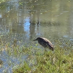 Nycticorax caledonicus (Nankeen Night-Heron) at Newcastle Waters, NT - 1 Jun 2025 by Tawny4