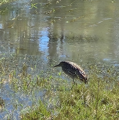 Nycticorax caledonicus (Nankeen Night-Heron) at Newcastle Waters, NT - 1 Jun 2025 by Tawny4