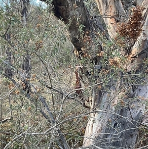 Bursaria spinosa subsp. lasiophylla (Australian Blackthorn) at Denman Prospect, ACT - 24 Jun 2025 by Jennybach