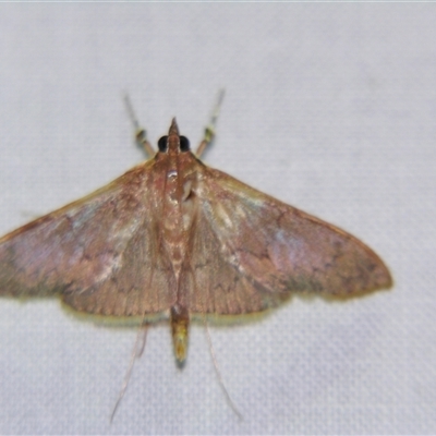 Unverified Pyralid or Snout Moth (Pyralidae & Crambidae) at Abergowrie, QLD - 20 Oct 2008 by PJH123