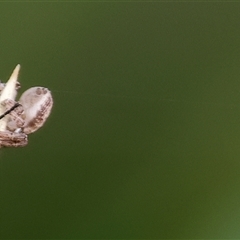 Thomisidae (family) at Wodonga, VIC - 15 Mar 2025 by KylieWaldon