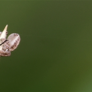 Unverified Spider at Wodonga, VIC - 15 Mar 2025 by KylieWaldon