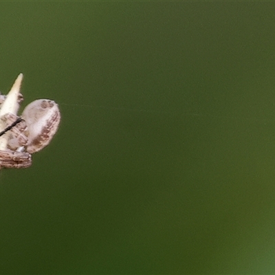 Thomisidae (family) at Wodonga, VIC - 15 Mar 2025 by KylieWaldon