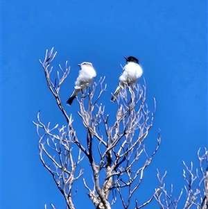Melanodryas cucullata cucullata at Flinders Ranges, SA - 8 May 2025 12:40 PM