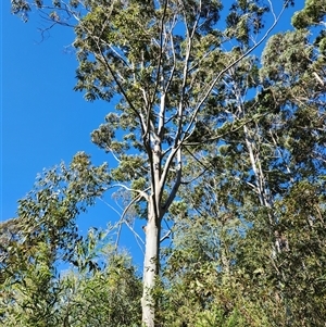 Eucalyptus saligna at Killabakh, NSW - Yesterday by Purschy