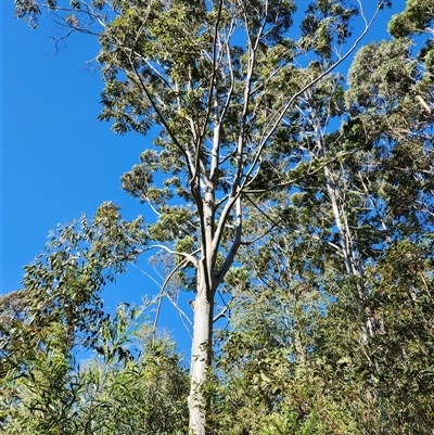 Eucalyptus saligna at Killabakh, NSW - 25 Jun 2025 by Purschy
