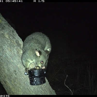 Trichosurus vulpecula (Common Brushtail Possum) at Crowther, NSW - 31 Mar 2025 by Frecko