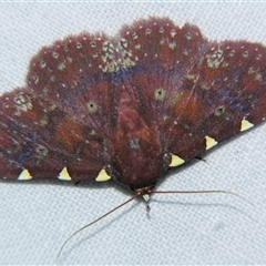 Unverified Noctuoid moth (except Arctiinae) at Abergowrie, QLD - 20 Oct 2008 by PJH123