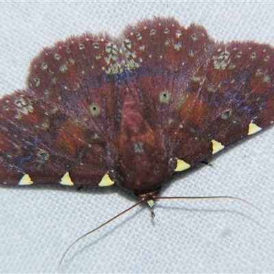 Unverified Noctuoid moth (except Arctiinae) at Abergowrie, QLD - 20 Oct 2008 by PJH123