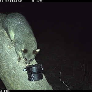 Trichosurus vulpecula (Common Brushtail Possum) at Crowther, NSW - 31 Mar 2025 by Frecko
