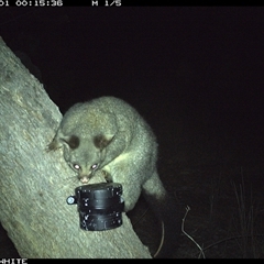 Trichosurus vulpecula (Common Brushtail Possum) at Crowther, NSW - 1 Apr 2025 by Frecko