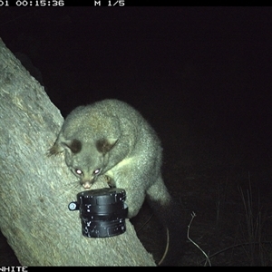 Trichosurus vulpecula (Common Brushtail Possum) at Crowther, NSW - 1 Apr 2025 by Frecko