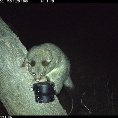 Trichosurus vulpecula (Common Brushtail Possum) at Crowther, NSW - 1 Apr 2025 by Frecko