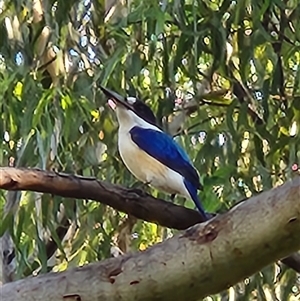 Todiramphus sanctus at Nitmiluk, NT - 5 Jun 2025 by Tawny4