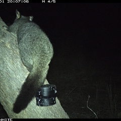 Trichosurus vulpecula (Common Brushtail Possum) at Crowther, NSW - 2 Apr 2025 by Frecko