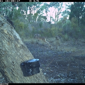 Macropus giganteus (Eastern Grey Kangaroo) at Crowther, NSW - 31 Mar 2025 by Frecko