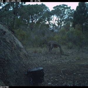 Macropus giganteus (Eastern Grey Kangaroo) at Crowther, NSW - 4 Apr 2025 by Frecko