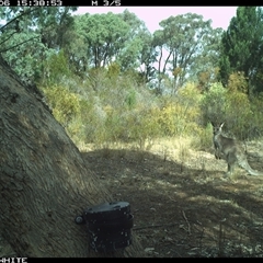 Macropus giganteus (Eastern Grey Kangaroo) at Crowther, NSW - 6 Apr 2025 by Frecko