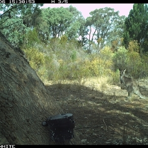 Macropus giganteus (Eastern Grey Kangaroo) at Crowther, NSW - 6 Apr 2025 by Frecko