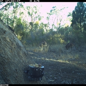 Macropus giganteus (Eastern Grey Kangaroo) at Crowther, NSW - 7 Apr 2025 by Frecko