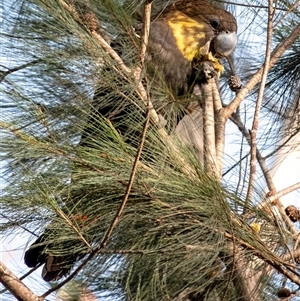 Calyptorhynchus lathami lathami (Glossy Black-Cockatoo) at Bundanoon, NSW - Yesterday by Aussiegall
