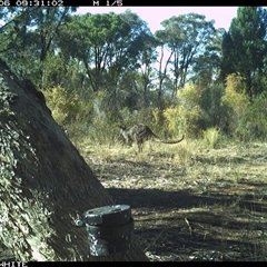 Osphranter robustus robustus (Eastern Wallaroo) at Crowther, NSW - 6 Apr 2025 by Frecko
