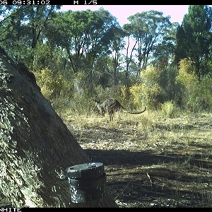 Osphranter robustus robustus (Eastern Wallaroo) at Crowther, NSW - 6 Apr 2025 by Frecko