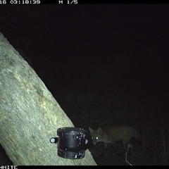Vulpes vulpes (Red Fox) at Crowther, NSW - 16 Apr 2025 by Frecko