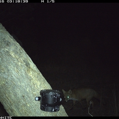 Vulpes vulpes (Red Fox) at Crowther, NSW - 16 Apr 2025 by Frecko