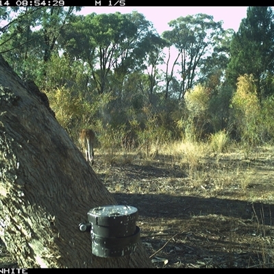 Notamacropus rufogriseus (Red-necked Wallaby) at Crowther, NSW - 14 Apr 2025 by Frecko