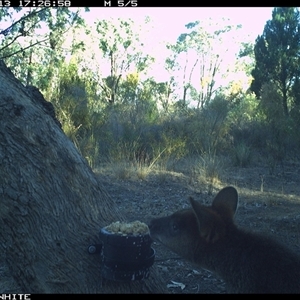 Wallabia bicolor (Swamp Wallaby) at Crowther, NSW - 13 Apr 2025 by Frecko