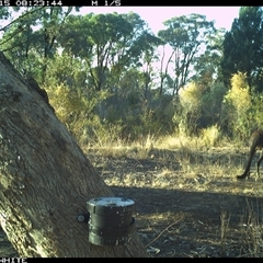 Wallabia bicolor (Swamp Wallaby) at Crowther, NSW - 15 Apr 2025 by Frecko